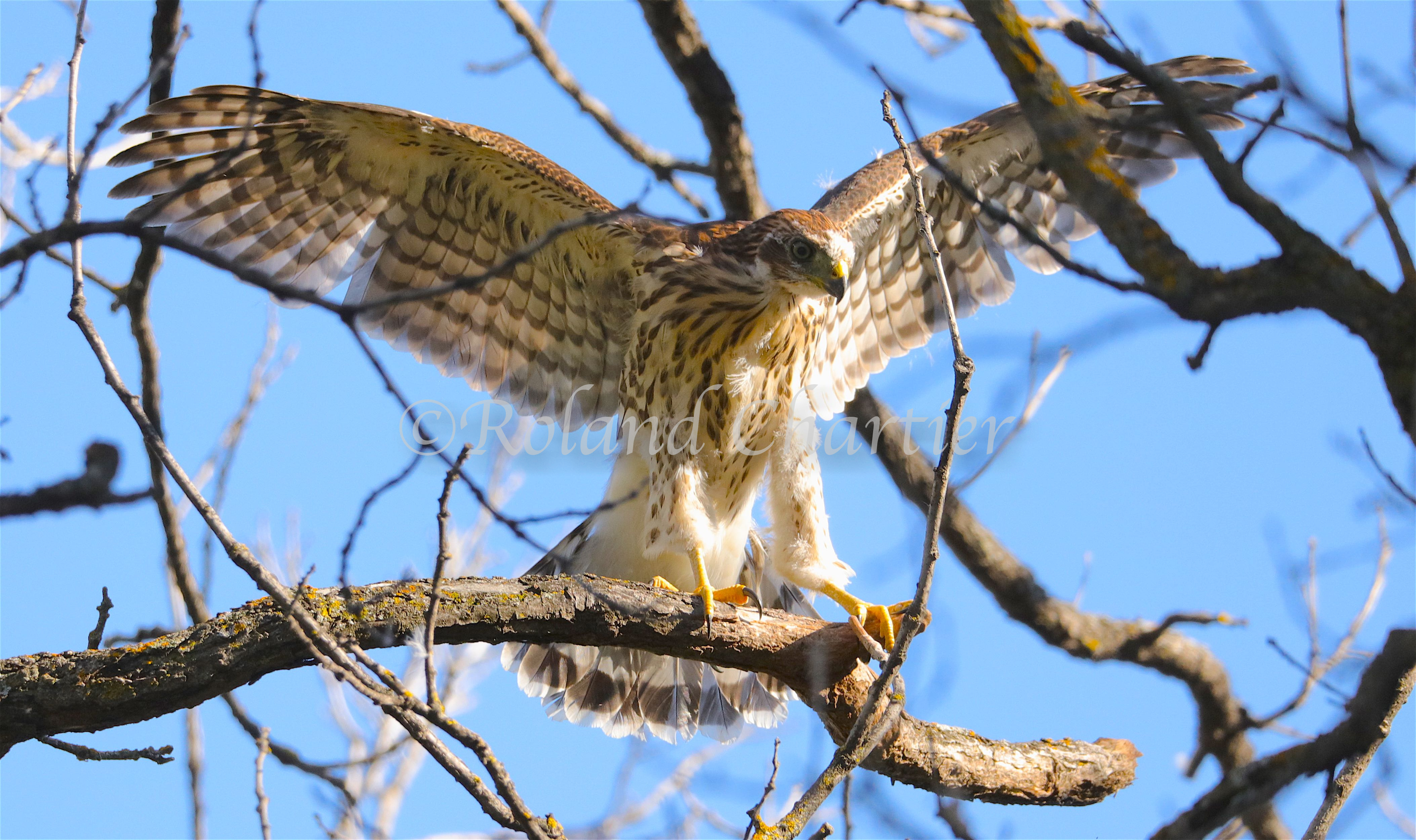 A hawk spreading it's wings ready to take flight